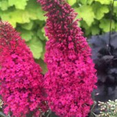 Буддлея Buddleja Prince Charming